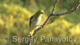 Video of Golden oriole - Golden oriole on the top of the tree near to its nest